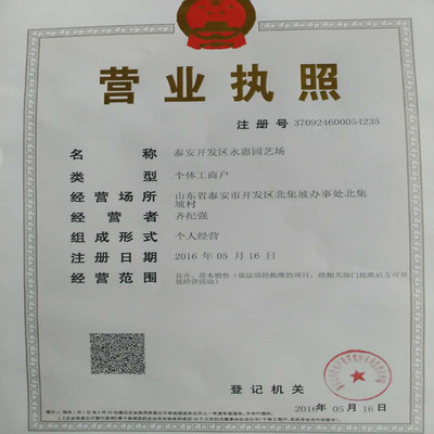 紅顏草莓苗——山東基地直銷，品質(zhì)與服務(wù)的雙重保障